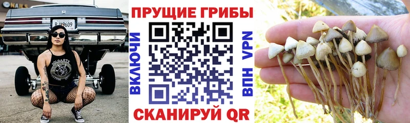 Купить  Голицыно  Псилоцибиновые грибы Cubensis 